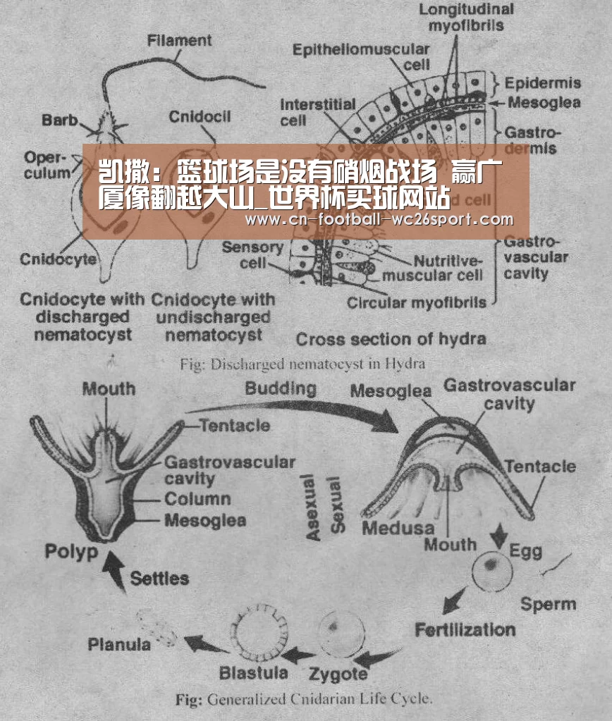 凯撒:篮球场是没有硝烟战场 赢广厦像翻越大山_世界杯买球网站(图2) 世界杯买球网站